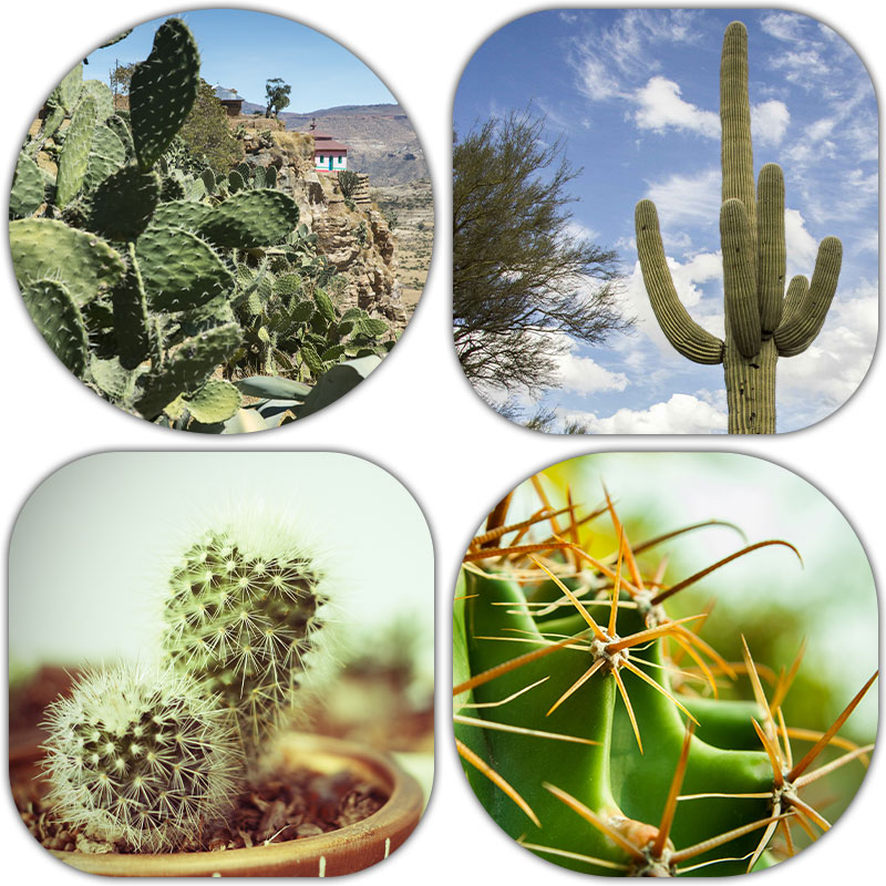 دانلود مجموعه تصاویر کاکتوس